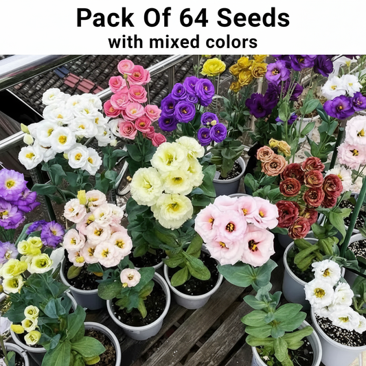 Lisianthus Grandiflorum Rose Seeds